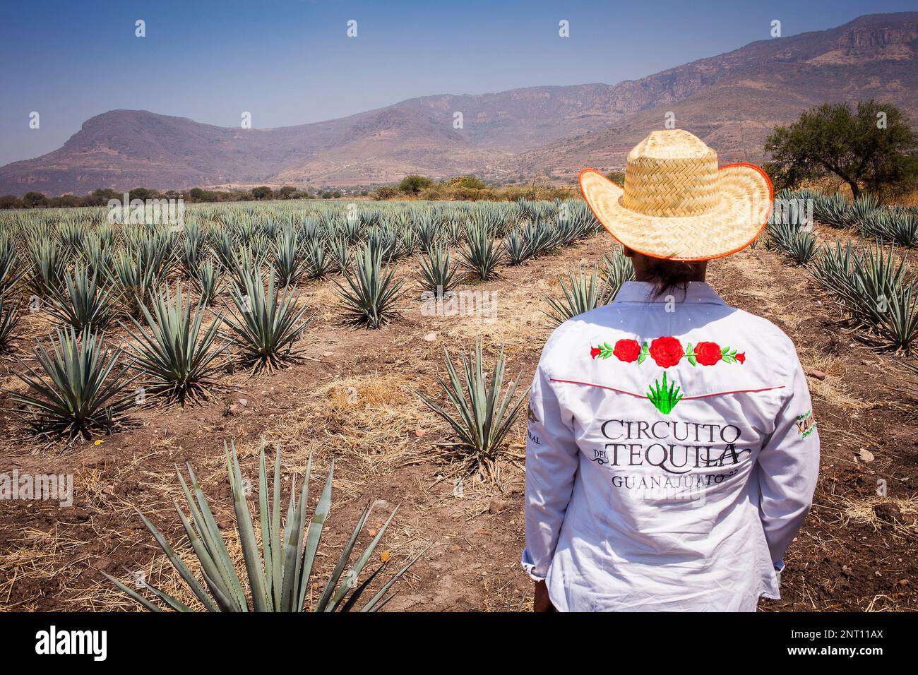 Tourist, plantation of blue Agave in Rancho `El Coyote´, Penjamo